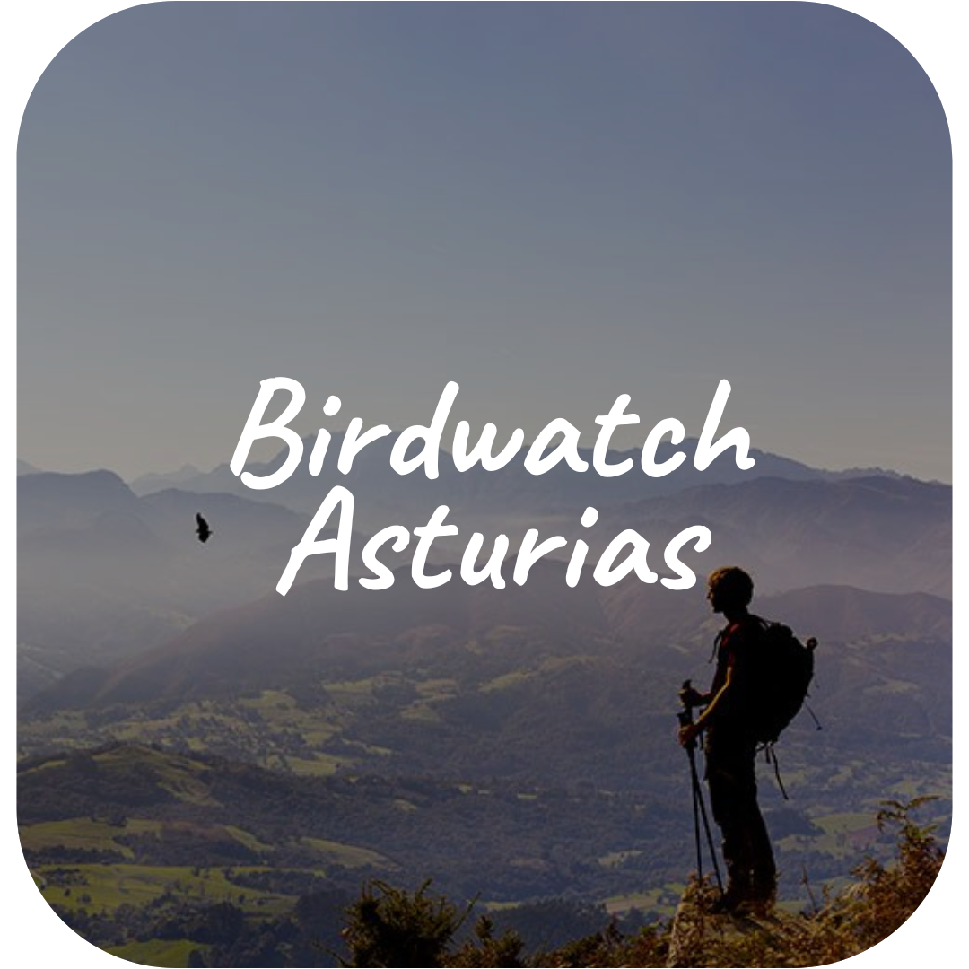 Birdwatch Asturias