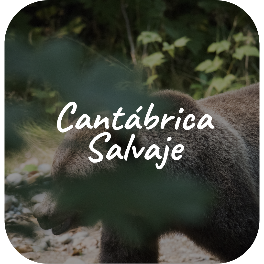 Cantábrica Salvaje